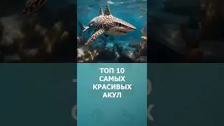 Топ-10 самых красивых акул в мире #шортс #топ10 #акулы #ютубшортс #морскиеобитатели #познавательное