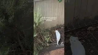 Let&rsquo;s Go To Work At The Animal Shelter As An Adoption Counselor! ✨Cat Rescue Vlog✨ 🐾🤍🐱 #cat #vlog