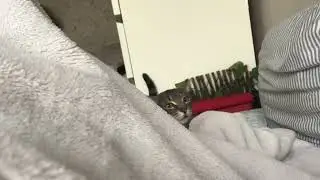 Funny cat moment video #cat #catlover #kitten #kittencomedy #funny #memes