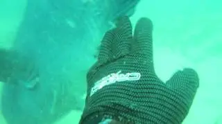 01 Dive   Catherine Hill Bay Feed Frenzy