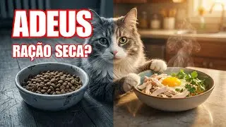 Faça Isso Agora e Dê Mais Vida ao Seu Gato de 7 Anos!