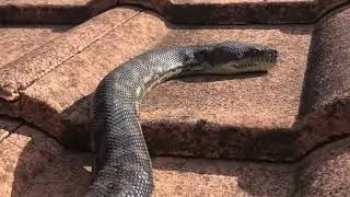 Coastal Carpet Python on the Roof