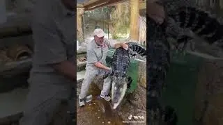 #alligator#alligatorbite#alligatorattack#bite#reptiles#wildlife#discovery