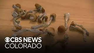 Denver City Council to discuss future of philocybin mushrooms