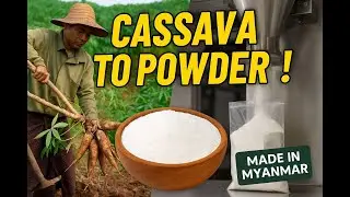 ပီလောပီနံမှုန့်လုပ်ငန်း (Cassava Powder Production in Myanmar | From Farm to Factory (2025)