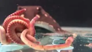 Henlei stingray feeding - HD