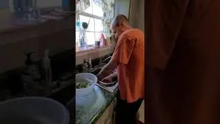 Removing cilantro leaves from stems with colander