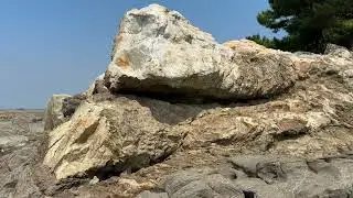 Marine species at low tide,lying tor : Nature&rsquo;s crawly self-organization