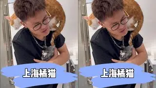 Shanghai's wild orange cat image cat something not much #Pet Brother's cleaning and care