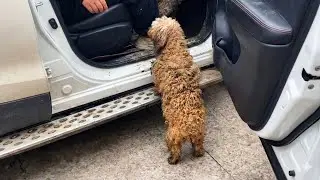 I Thought I Found A Stray Sheep, But It Was A Severely Matted Dog!