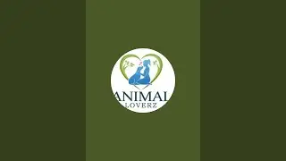 Animal lover is live!