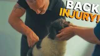 Agility Dog 