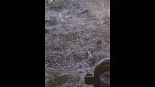 Leopard sighting in the wild