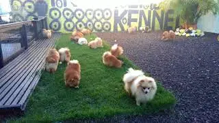 Spitz Alem&atilde;o / Lulus da Pomer&acirc;nia / German Spitz - Canil Franz Poms - Brasil