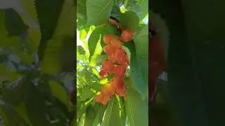 Rainier Cherries