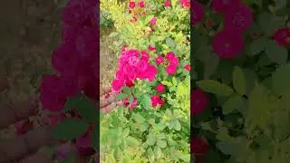 mini rose flame boy rose