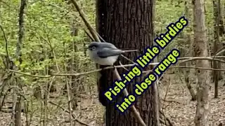 Birding Tricks - 