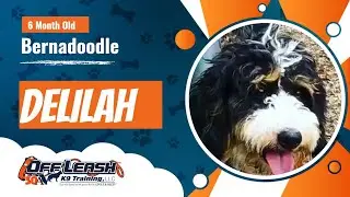 Delilah, 6 month bernadoodle | Best puppy trainers Rochester NY| Best  dog trainers upstate NY