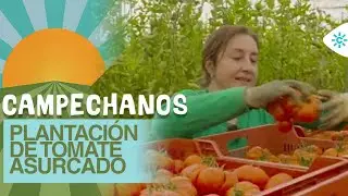Campechanos | Inmaculada desde Almería al frente de una plantación de tomate asurcado
