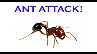 Drought And Biting Ants!  Wisconsin Garden Upadate