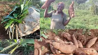 CASSAVA CHIPS BUSINESS,earning daily income from it/and it's helps me surviving /unfinished house