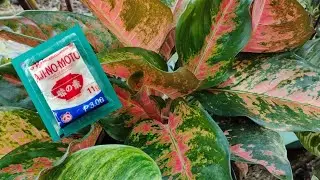 Aglonema / Fertilize using MSG as fertilizer ( faster growth )