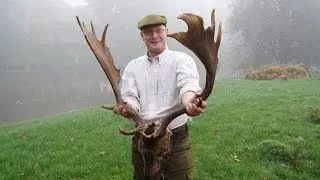 Fallow deer hunting in Poland -  D&aring;hjort Polen (www.ultimatehunting.eu)