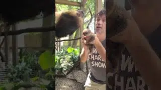 Малыш Ленивец