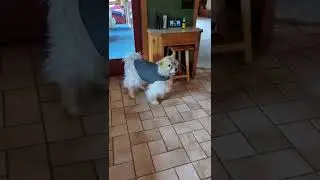 Thunder Shirt #shorts