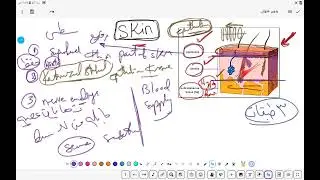 skin B