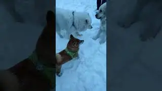 гудбай, май лав 🫠#dogs #dog #pets #live #life #жизнь #rils #love #юмор #прикол #humor #funny