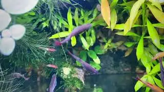 Kardinalfische - Tanichthys albonubes