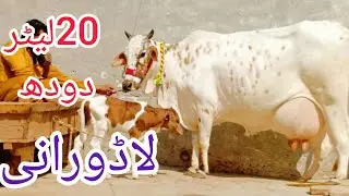 جرسی چولستانی تازہ سوئی خوبصورت گائے برائے فروخت ان پاکستان اینڈ یوٹیوب 15/1/2026#03055692351