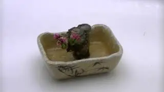 Life of a Cherry blossom (Sakura) Time lapse