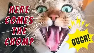 The REAL Truth Behind Your Cat's Random Biting Behavior (9 Reasons)