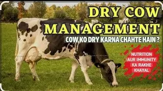 Drw Cow Management!! Nutritional !! Mastitis #dr.vet.nagar@drrbkushwaha #explorepage#veterinary