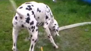 Dalmatiner beim Wasserspiel