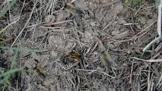 Colletes cunicularius mating ball