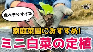 【白菜の定植】家庭菜園におすすめ！ミニ白菜！【有機】【防虫ネット】太陽熱消毒後にやっと定植【耕作放棄地】【ミニ白菜】