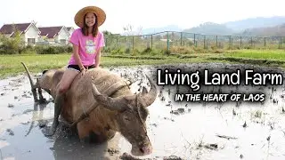 Organic Rice Farming in Laos || Living Land Farm