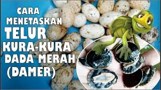 CARA MENETASKAN TELOR KURA-KURA DADA MERAH / DAMER