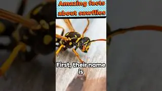 Amazing facts about Sawfly                    #Animalkingdom1#trending #shorts#ytshorts#animal