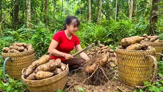 TIMELAPSE -- Harvest Giant Wild Tubers from Our Garden to Sell at the Market &ndash; Cook a Delicious Soup