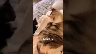 Тактика | #shorts #cats