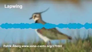 Lapwing call