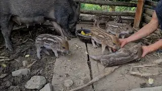 Crafting Shelters Full Of Cattle, Wild boar, Survival instinct, Wilderness Alone, survival, Ep 206