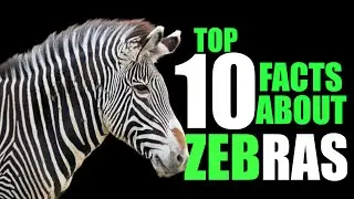 10 Facts about Zebras | Tensopedia
