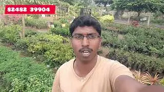 Online purchase kps nursery  plants Growthing customers review/kps nursery garden dharmapuri