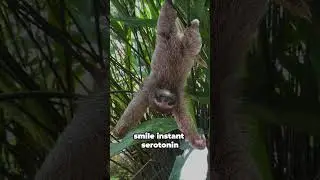 🦥 Baby Sloths and Their Adorable, Slow Motion Moves