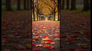 Falling Leaves  /  Taka Space